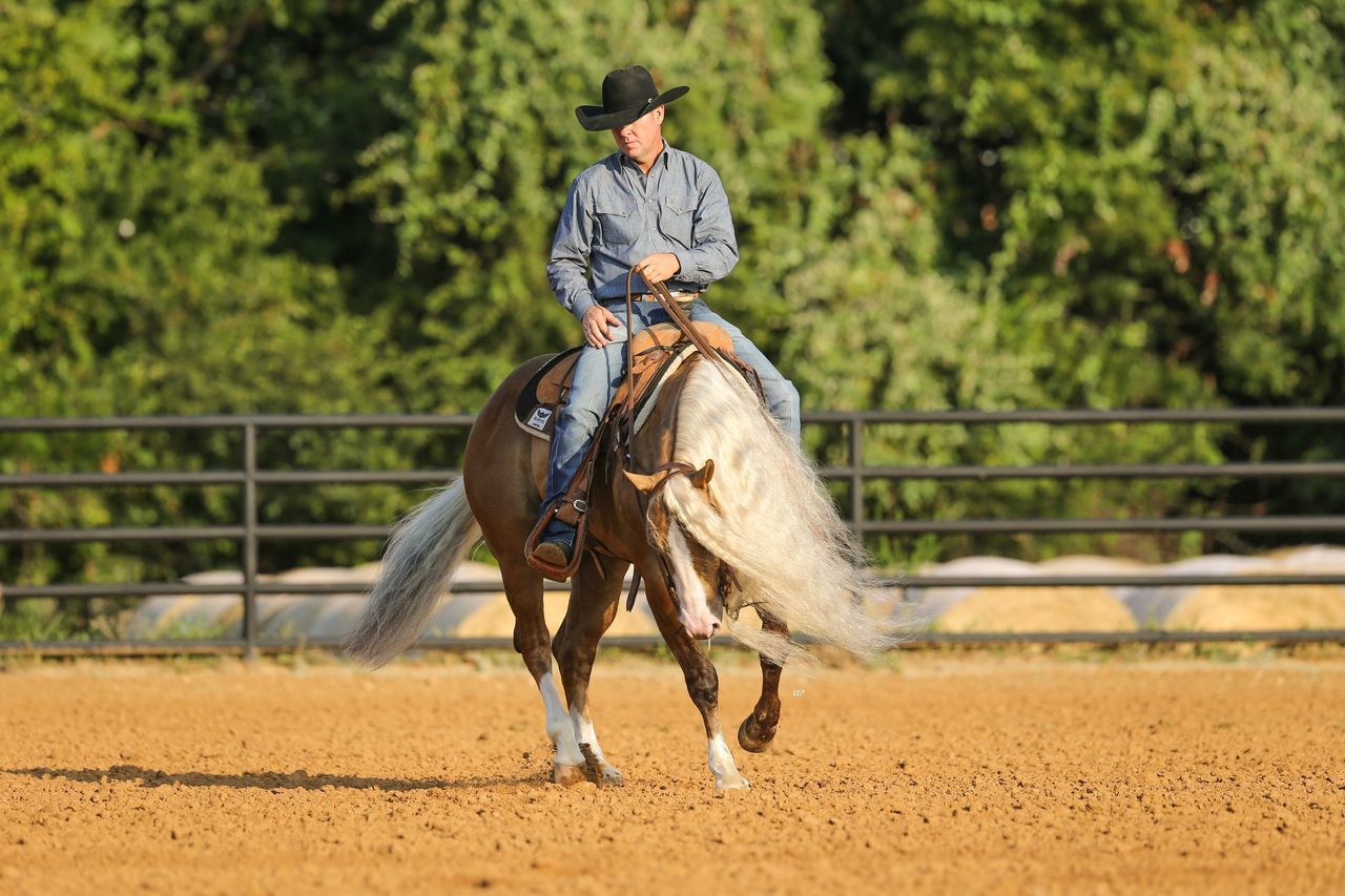 Buckskin Quarter Horse